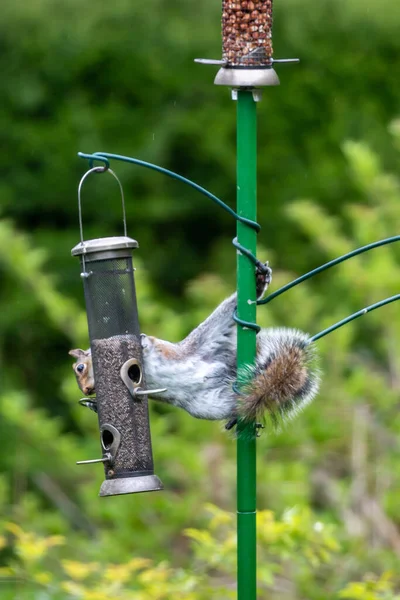 Sciurus Carolinensis Commonly Known Grey Squirrel Clinging Bird Feeding Pole — Stock Photo, Image