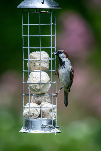 House Sparrow Passer Domesticus Eating Suet Balls Bird Feeder — Stock Fotó