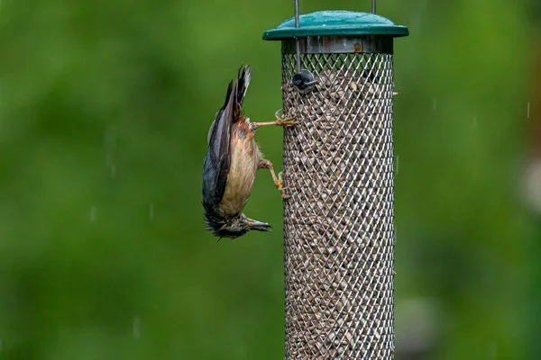 Nuthatch Europeu Comendo Sementes Girassol Alimentador Pássaros Uma Primavera Chuvosa — Fotografia de Stock