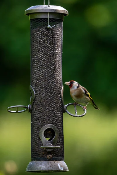 Goldfinch Empoleirado Alimentador Pássaros Primavera — Fotografia de Stock
