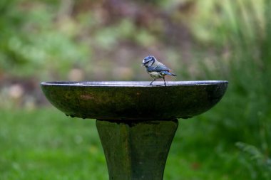 Yaygın olarak Bluetit olarak bilinen bir siyanür, kuş banyosunun kenarına tünemiş.
