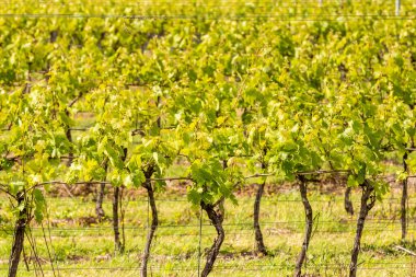 Sussex bağında, sığ bir alan derinliği olan sarmaşıkların yakın çekimi.