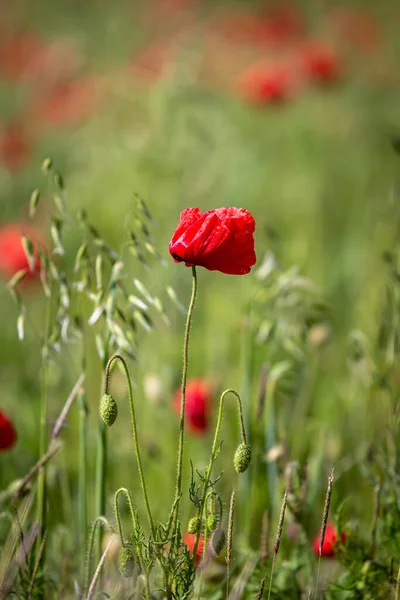 Uma Papoula Campo Sussex Com Uma Profundidade Campo Rasa — Fotografia de Stock