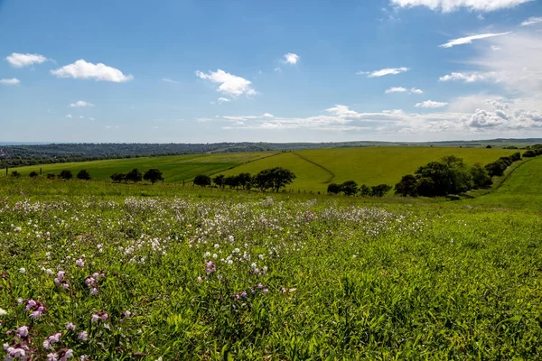 Güneşli bir yaz gününde Güney Downs 'taki tarım arazilerine bakıyorum.