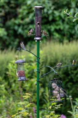 Bird feeders attracting goldfinch and great tits on an early summers day
