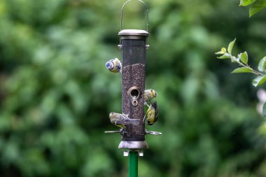 Cyanistes caeruleus, commonly know as blue tits, eating seeds from a garden feeder