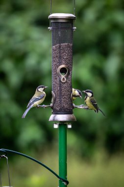 Grest tits, also known as parus major, eating seed from a bird feeder in a Sussex garden, on an early summers day