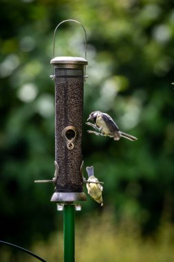 Juvenile tits on a garden bird feeder in Sussex