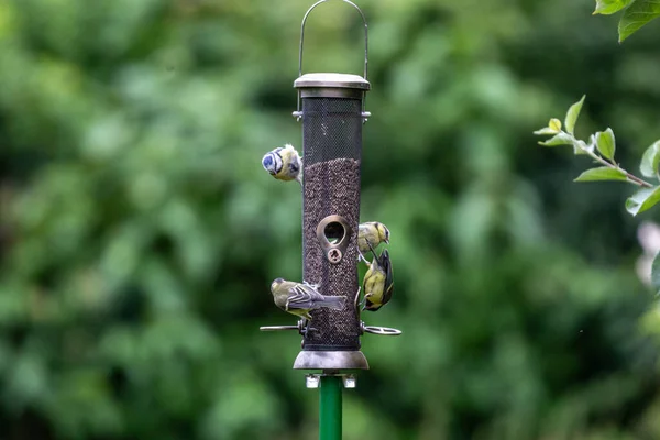 Cyanistes Caeruleus Commonly Know Blue Tits Eating Seeds Garden Feeder — стоковое фото