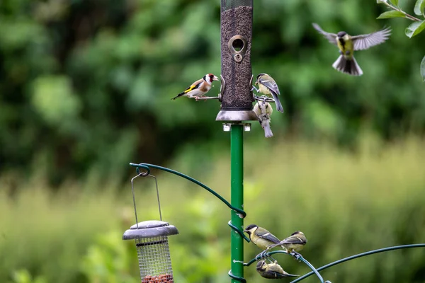 Bird Feeders Attracting Goldfinch Great Tits Early Summers Day — Stok fotoğraf