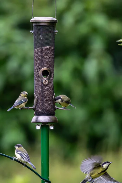Grest Tits Blue Tits Eating Seed Bird Feeder Sussex Garden — Stok fotoğraf