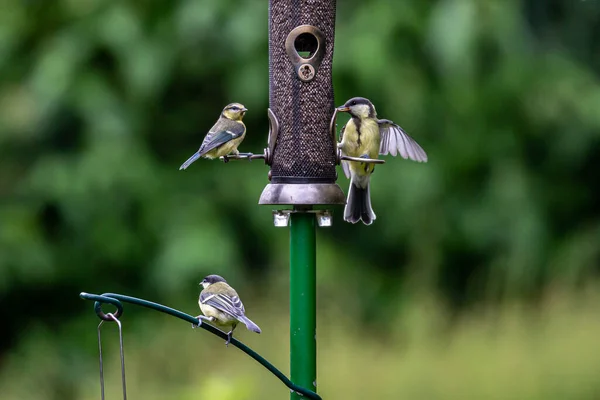 Garden Bird Feeder Early Summer Attracting Blue Tits Great Tits — Photo