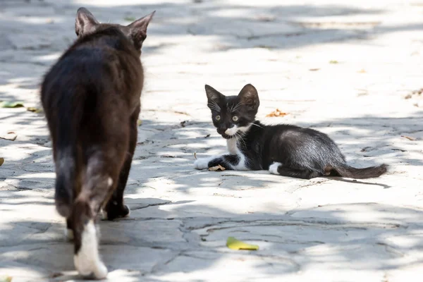 北キプロスの猫と子猫 — ストック写真