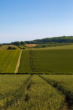 Güneşli bir yaz gününde Güney Tepeleri 'ne bakıyorum.