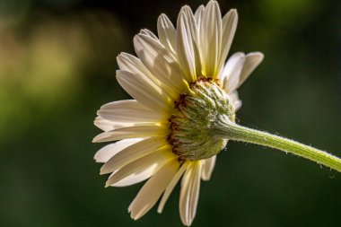 Yaz güneşinde bir papatyanın alçak açılı görüntüsü