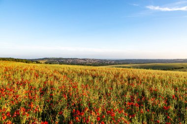 Sussex sahiline doğru Ditchling Beacon 'daki gelincik tarlasına bakıyorum.