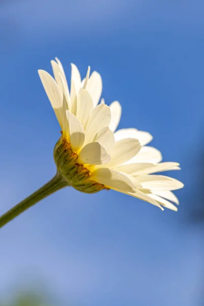 Eine Nahaufnahme Von Einem Gänseblümchen Der Sommersonne — Stockfoto