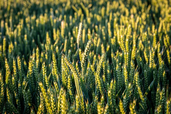 Trigo Crescendo Terras Agrícolas Sussex Uma Noite Junho Ensolarada — Fotografia de Stock