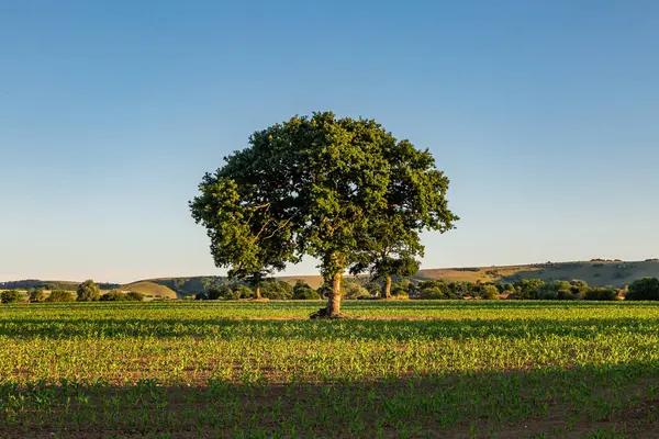 Ένα Δέντρο Στη Φάρμα Του Σάσεξ Καλλιέργειες Τριγύρω — Φωτογραφία Αρχείου