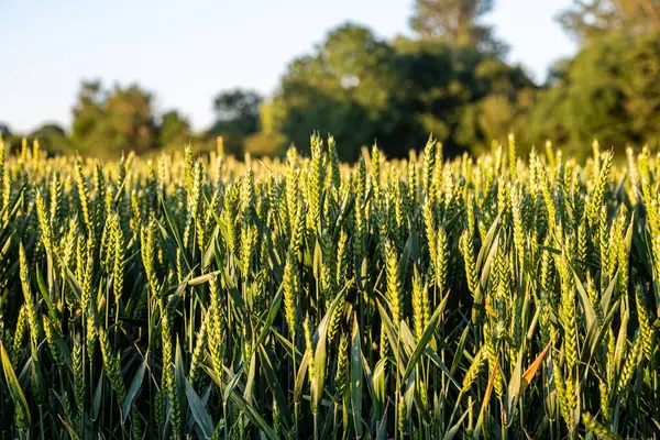 Weizenanbau Auf Dem Ackerland Von Sussex Einem Sonnigen Juni Abend — Stockfoto