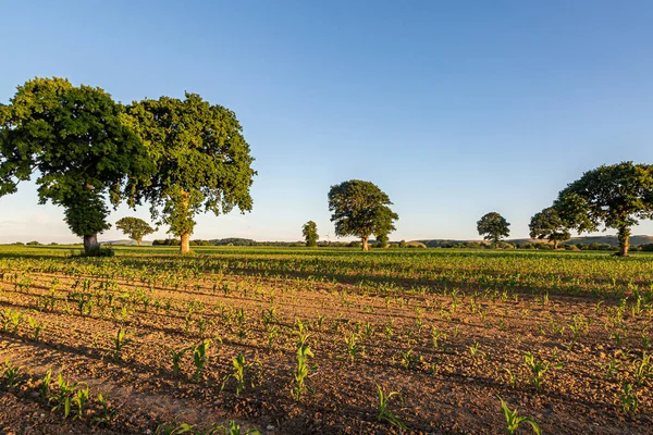 萨塞克斯郡农田里的树木 阳光灿烂的夏夜 — 图库照片