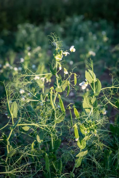 Plantas Ervilha Que Crescem Verão — Fotografia de Stock