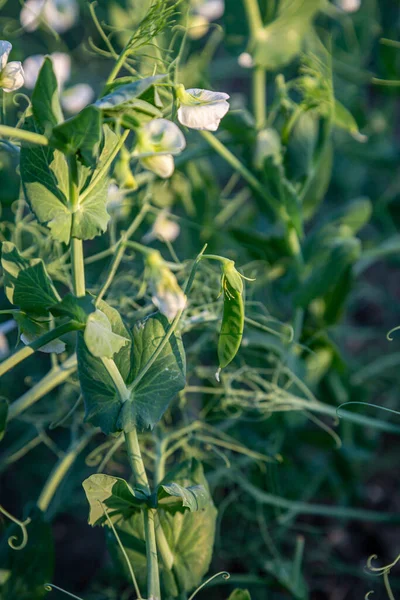 Plantas Ervilha Que Crescem Verão — Fotografia de Stock