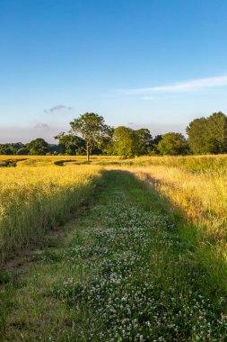 Güneşli bir yaz akşamında Sussex kırsalındaki patikaya bakıyorum.