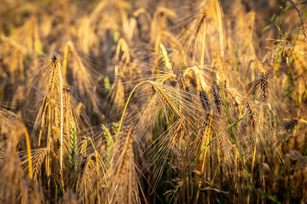 Ein Vollbild Foto Von Getreidepflanzen Der Abendsonne — Stockfoto