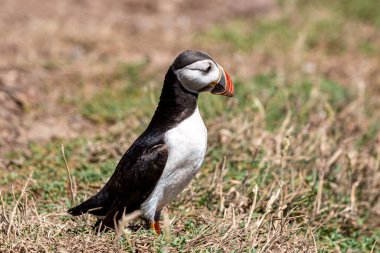 Atlantik martısı, Skomer Adası 'nda yaz güneşinin altında.
