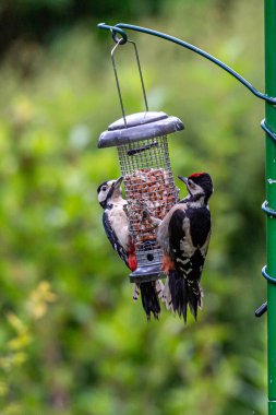 Dendrocopos Major, nam-ı diğer Büyük Benekli Ağaçkakan, yazın Sussex bahçesinde.