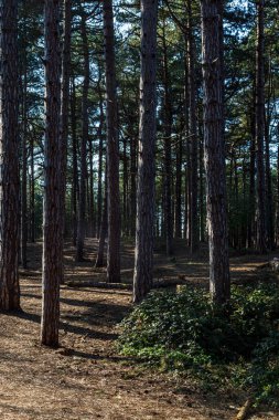 Formby, Merseyside 'da Çam Ormanı
