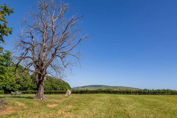 Мертвое Дерево Поле Сассексе Солнечный Летний День — стоковое фото