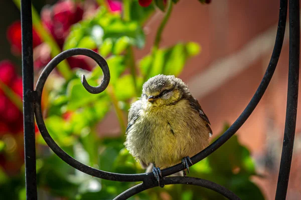 Close Juvenile Cyanistes Caeruleus Commonly Known Blue Tit Summer Sunshine — Stok fotoğraf