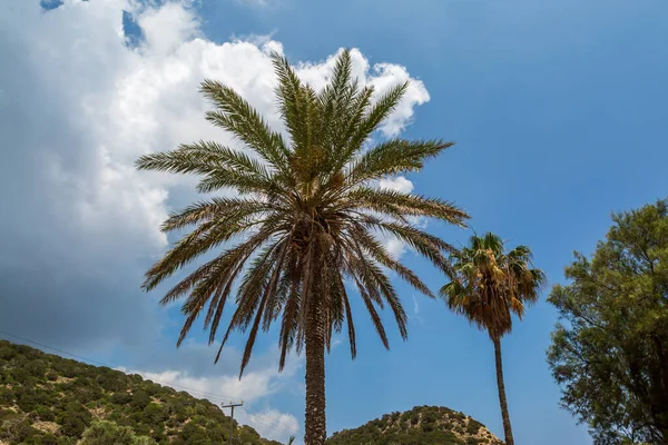 Palmiers Poussant Dans Nord Chypre — Photo