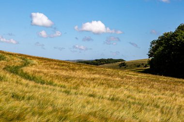 Bir yaz günü Güney Downs 'da yetişen tahıl tarlalarına bakıyorum.