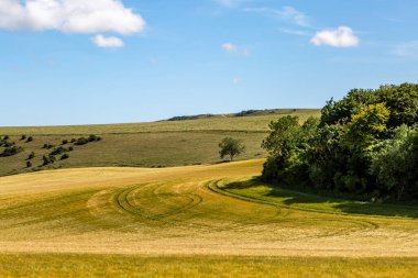 Bir yaz günü Güney Downs 'da yetişen tahıl tarlalarına bakıyorum.
