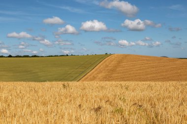 Güneşli bir yaz gününde Sussex kırsalındaki tarlalara bakıyorum.