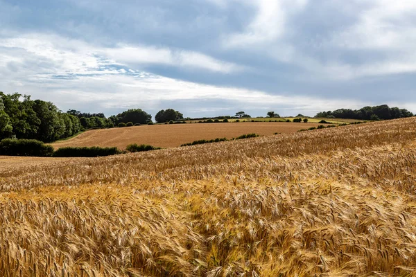 Fields Golden Cereal Crops Summer Sunshine — Stockfoto