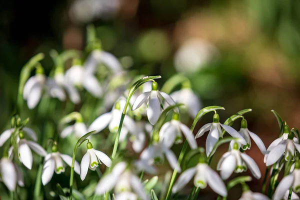 Närbild Vackra Snöfall Blommor Med Ett Grunt Skärpedjup — Stockfoto