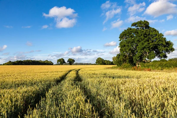 Field Cereal Crops Sunny Day Sussex — Stockfoto