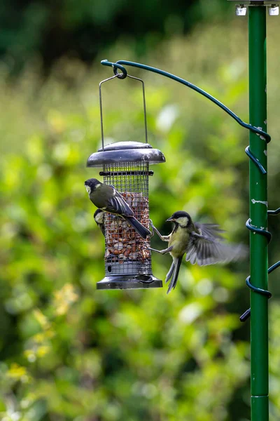 Parus Major Commonly Known Great Tit Landing Bird Feeder Outstretched —  Fotos de Stock