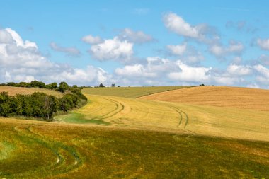 Fields of cereal crops in the South Downs on a sunny summer's day