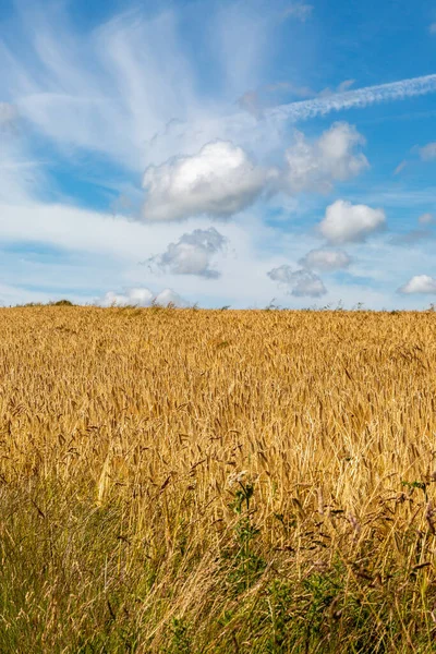 Blue sky and wispy clouds over a field of cereal crops, on a sunny summer\'s day