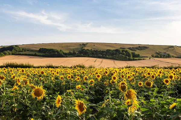 Ein Sonnenblumenfeld Wächst Den South Downs Bei Lewes — Stockfoto