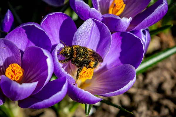 Eine Mit Pollen Bedeckte Biene Auf Einer Krokusblüte — Stockfoto