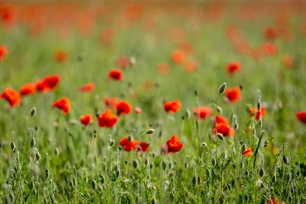 Vibrant Red Poppies Growing Countryside Shallow Depth Field — Foto de Stock