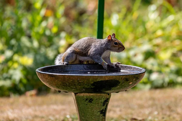 Grey Squirrel Perched Edge Bird Bath Hot Summer Day Sussex — Stock Photo, Image