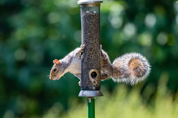 Grey Squirrel Perched Bird Feeder Sussex Garden — Stock Photo, Image