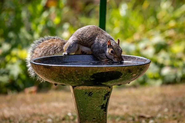 Grey Squirrel Drinking Water Bird Bath Hot Summer Day Sussex — Stock Photo, Image